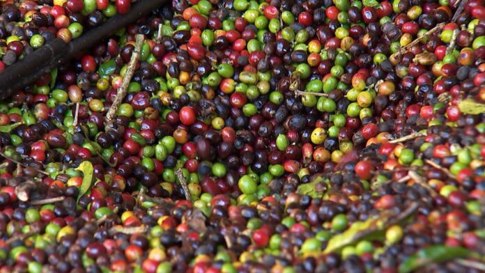 saca-do-cafe-e-vendida-por-r$-283,33,-em-media,-no-estado-de-rondonia saca-do-cafe-e-vendida-por-r$-283,33,-em-media,-no-estado-de-rondonia