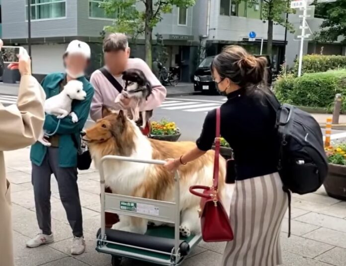 japones-que-gastou-r$-75-mil-em-fantasia-de-cachorro-faz-seu-primeiro-passeio-na-rua;-veja japones-que-gastou-r$-75-mil-em-fantasia-de-cachorro-faz-seu-primeiro-passeio-na-rua;-veja