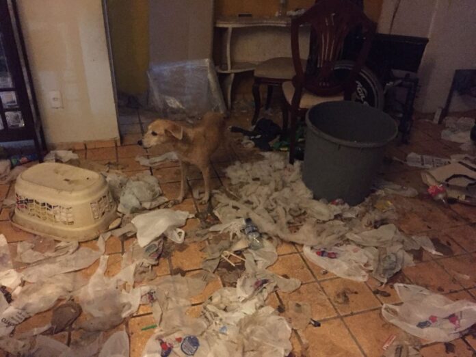 animais-sao-resgatados-em-situacao-de-maus-tratos-e-desnutricao-em-fortaleza animais-sao-resgatados-em-situacao-de-maus-tratos-e-desnutricao-em-fortaleza