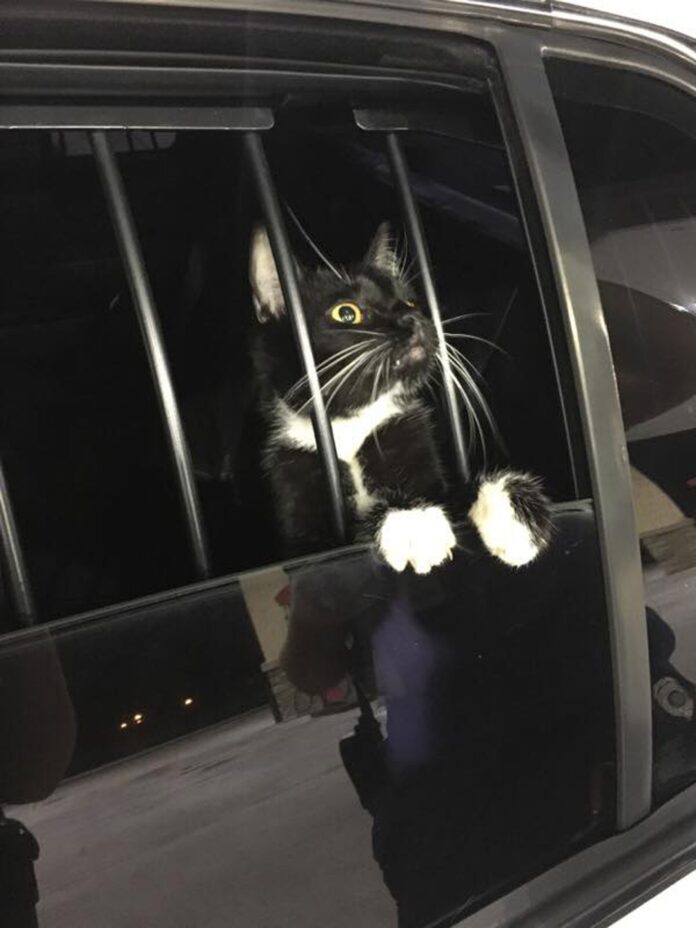 gato-e-‘preso’-suspeito-de-furto-nos-eua gato-e-‘preso’-suspeito-de-furto-nos-eua