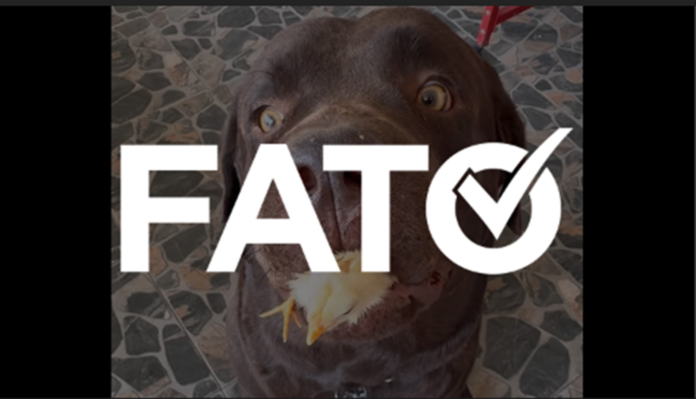 e-#fato-video-que-mostra-cachorro-escondendo-pintinho-na-boca