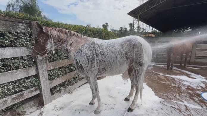 saiba-como-deve-ser-o-banho-dos-cavalos saiba-como-deve-ser-o-banho-dos-cavalos