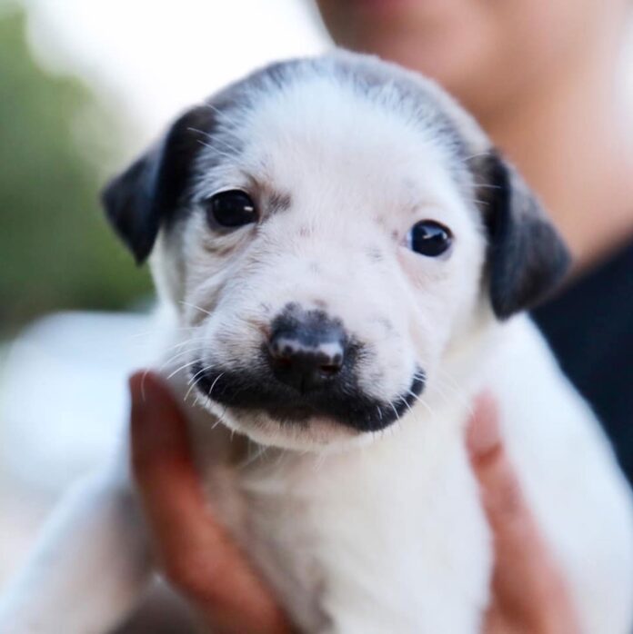cachorrinha-‘sosia’-de-salvador-dali-vira-garota-propaganda-de-adocao cachorrinha-‘sosia’-de-salvador-dali-vira-garota-propaganda-de-adocao