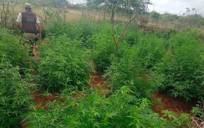 policia-encontra-3-mil-pes-de-maconha-no-norte-da-bahia policia-encontra-3-mil-pes-de-maconha-no-norte-da-bahia
