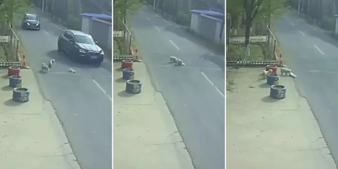 vira-latas-salvam-cachorrinho-atropelado-por-carro-na-china;-video-mostra-resgate vira-latas-salvam-cachorrinho-atropelado-por-carro-na-china;-video-mostra-resgate