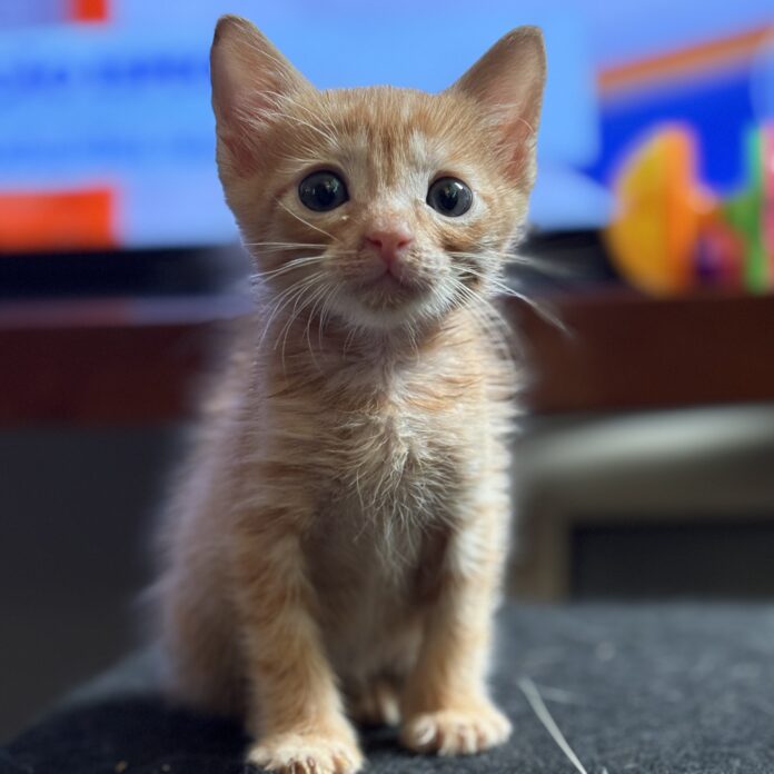 areia-para-gatos:-como-escolher-a-melhor-opcao-para-tutores-e-seus-pets areia-para-gatos:-como-escolher-a-melhor-opcao-para-tutores-e-seus-pets