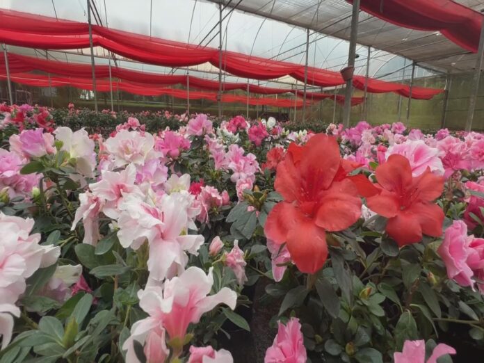 produtores-de-flores-estao-otimistas-com-vendas-para-o-dia-das-maes produtores-de-flores-estao-otimistas-com-vendas-para-o-dia-das-maes
