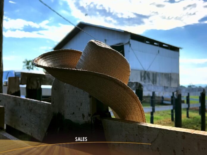 profissional-ganha-a-vida-reformando-chapeus profissional-ganha-a-vida-reformando-chapeus