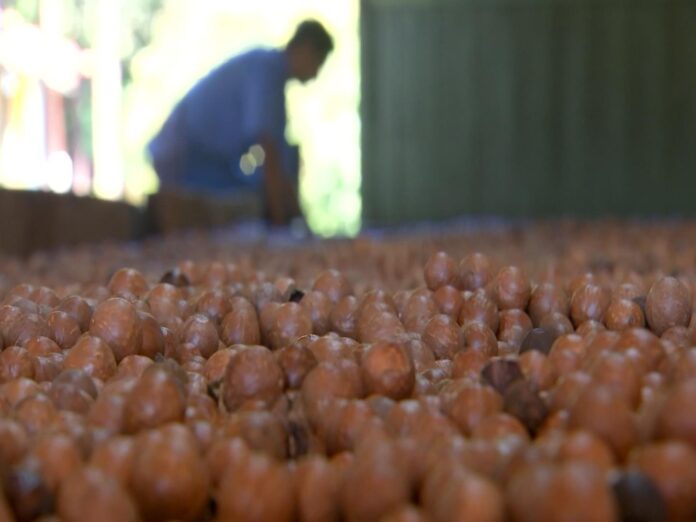 e-epoca-de-colher-macadamia-em-dois-corregos e-epoca-de-colher-macadamia-em-dois-corregos