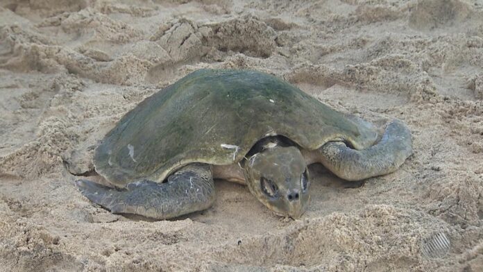 tartaruga-e-encontrada-morta-na-praia-da-barra,-em-salvador tartaruga-e-encontrada-morta-na-praia-da-barra,-em-salvador