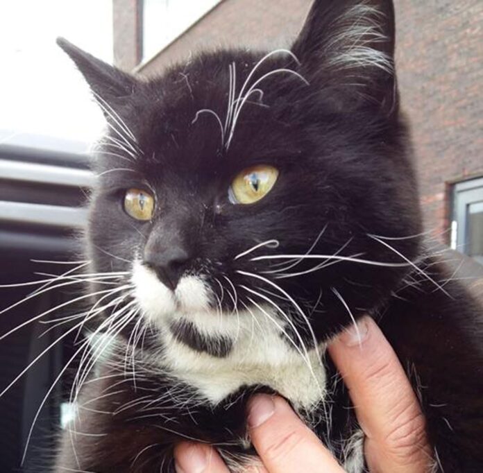 gato-‘pega-carona’-em-caminhao-e-viaja-quase-mil-quilometros-da-austria-a-holanda gato-‘pega-carona’-em-caminhao-e-viaja-quase-mil-quilometros-da-austria-a-holanda