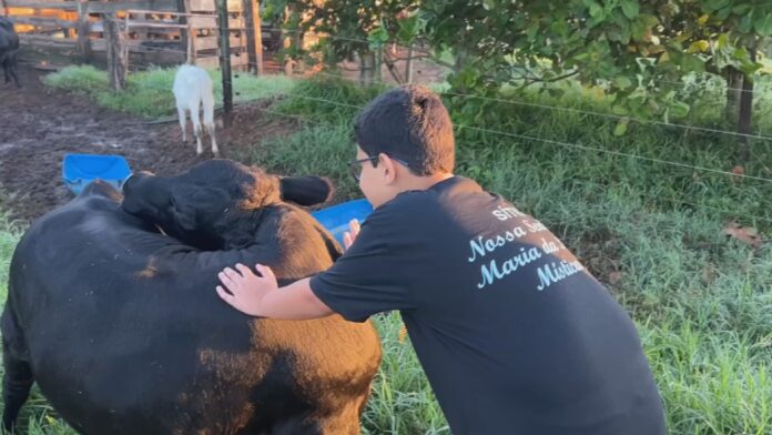 dar-nomes-a-animais-e-tradicao-na-zona-rural dar-nomes-a-animais-e-tradicao-na-zona-rural