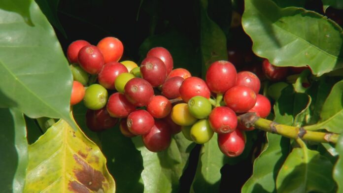 cafeicultores-apostam-em-cafes-especiais cafeicultores-apostam-em-cafes-especiais