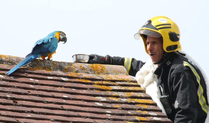 bombeiros-resgatam-papagaia-‘boca-suja’-em-londres bombeiros-resgatam-papagaia-‘boca-suja’-em-londres