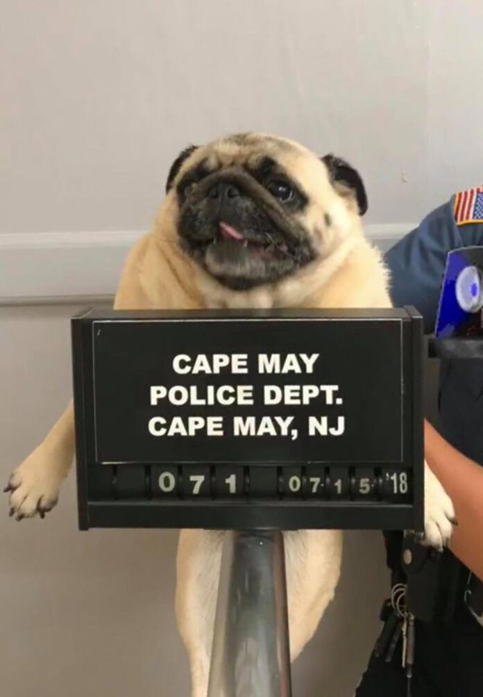 cao-pug-e-‘fichado’-pela-policia-nos-eua cao-pug-e-‘fichado’-pela-policia-nos-eua