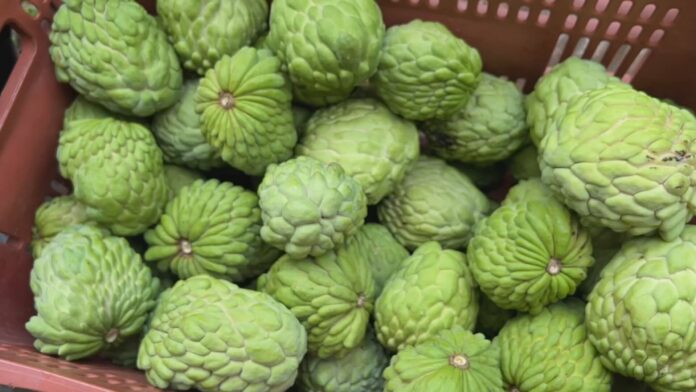 produtores-colhem-safra-de-atemoia,-uma-fruta-doce-e-com-casca-rugosa produtores-colhem-safra-de-atemoia,-uma-fruta-doce-e-com-casca-rugosa