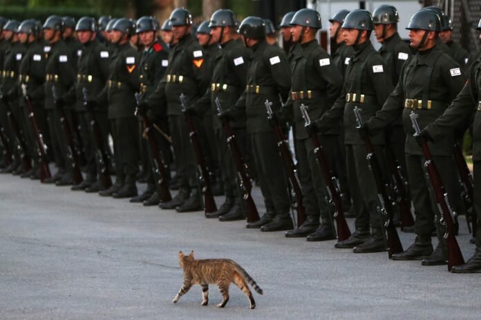 gato-‘passa-tropa-em-revista’-em-chipre