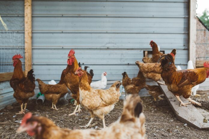 frango-em-numeros:-brasil-e-o-maior-exportador-mundial-e-china-e-maior-cliente frango-em-numeros:-brasil-e-o-maior-exportador-mundial-e-china-e-maior-cliente