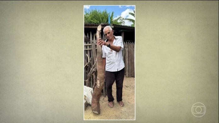 agricultores-colhem-mandiocas-gigantes-pelo-brasil;-entenda-por-que-isso-acontece agricultores-colhem-mandiocas-gigantes-pelo-brasil;-entenda-por-que-isso-acontece