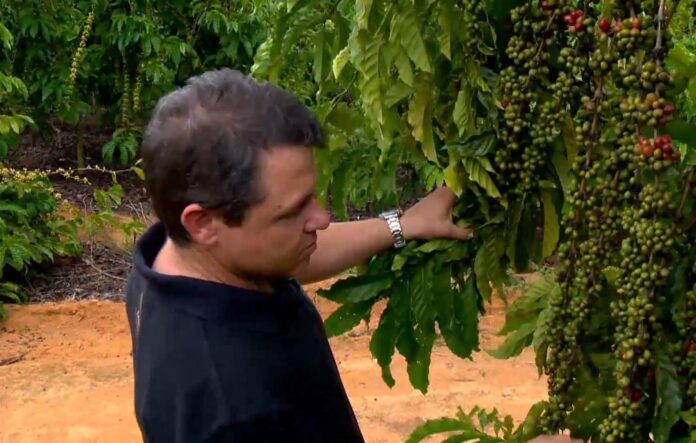 cafe-conilon:-preco-em-alta-e-safra-recorde-animam-produtores-para-inicio-da-colheita cafe-conilon:-preco-em-alta-e-safra-recorde-animam-produtores-para-inicio-da-colheita