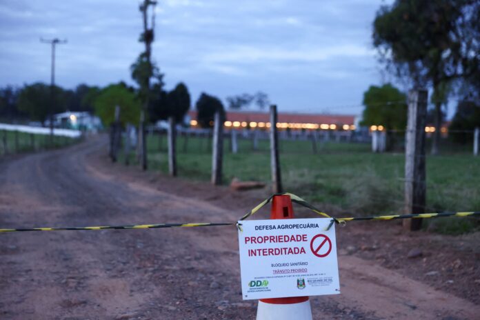 gripe-aviaria:-rs-decreta-estado-de-emergencia-em-saude-animal