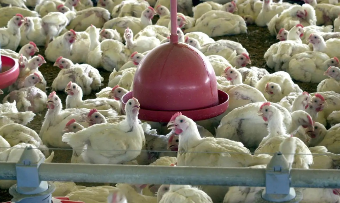 gripe-aviaria:-instituto-de-defesa-agropecuaria-descarta-caso-suspeito-da-doenca-em-mt gripe-aviaria:-instituto-de-defesa-agropecuaria-descarta-caso-suspeito-da-doenca-em-mt