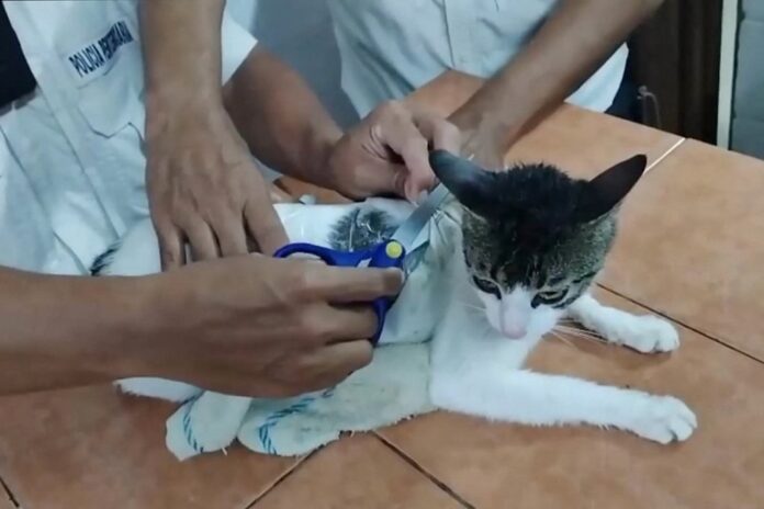 ‘narcocat’:-autoridades-da-costa-rica-flagram-gato-contrabandeando-drogas-para-prisao;-video