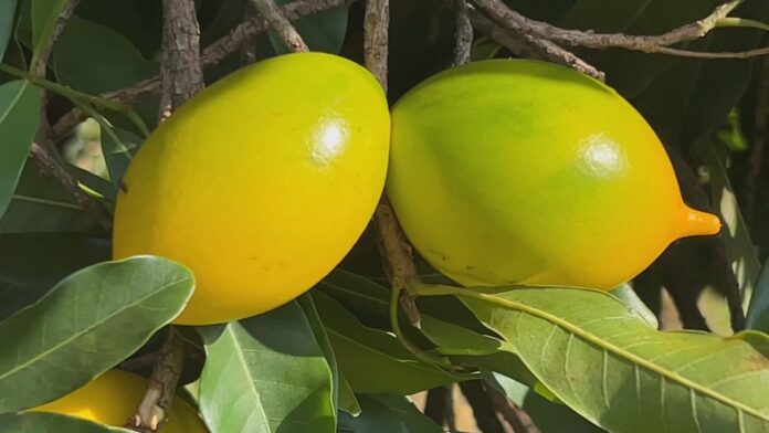 abiu-tem-polpa-doce-e-suculenta abiu-tem-polpa-doce-e-suculenta