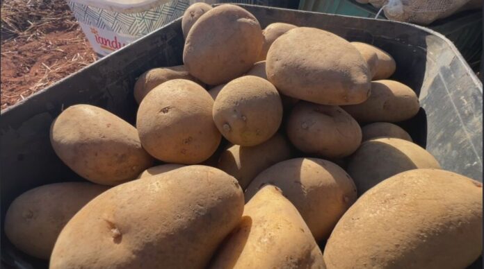 produtores-apostam-em-variedades-nacionais-de-batatas produtores-apostam-em-variedades-nacionais-de-batatas