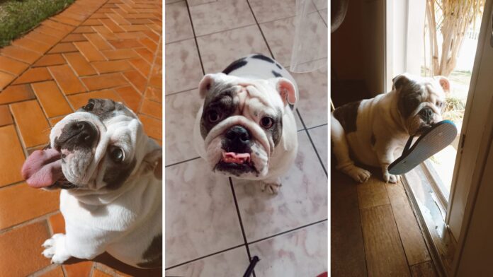 estamos-prolongando-demais-a-vida-dos-nossos-pets? estamos-prolongando-demais-a-vida-dos-nossos-pets?