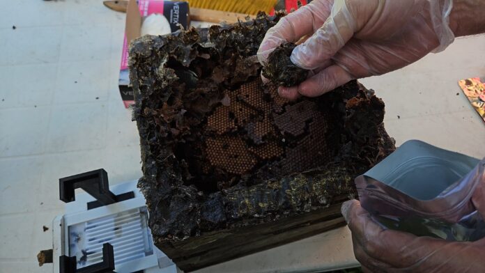 propolis-de-abelha-amazonica-cura-feridas-mais-rapido,-diz-estudo propolis-de-abelha-amazonica-cura-feridas-mais-rapido,-diz-estudo