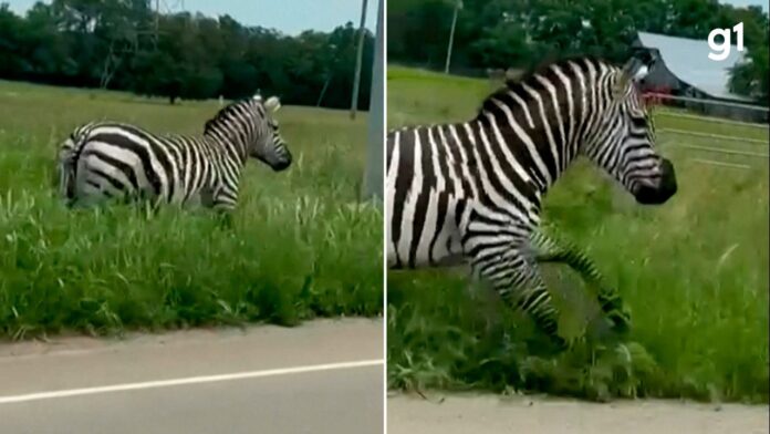 video:-zebra-foge-de-fazenda-e-corre-por-rodovia-dos-eua video:-zebra-foge-de-fazenda-e-corre-por-rodovia-dos-eua