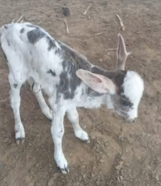 video:-bezerro-ou-jumento?-animal-recem-nascido-chama-atencao-por-orelhas-enormes