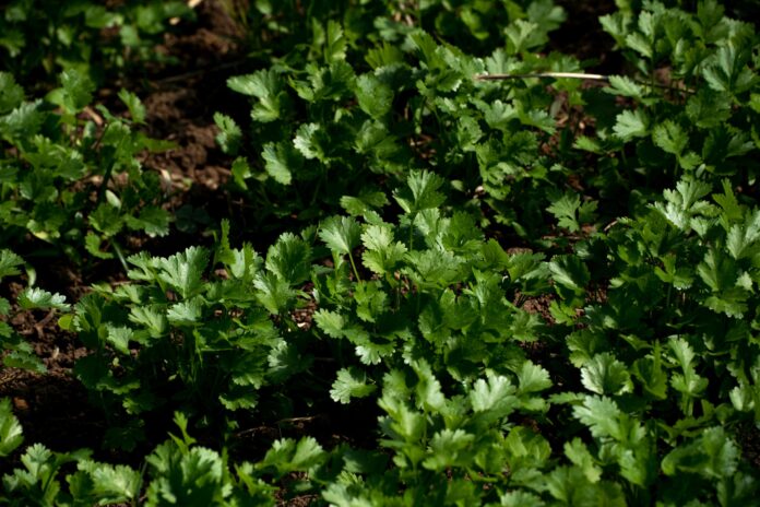 como-cultivar-coentro-e-cebolinha como-cultivar-coentro-e-cebolinha