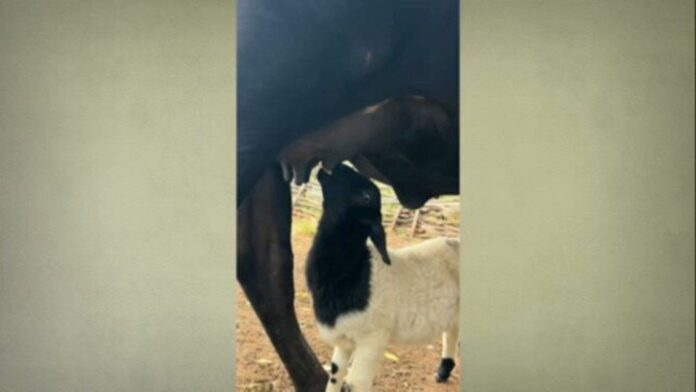 vaca-adota-e-amamenta-cabrito-que-ficou-orfao-no-piaui;-veja-video vaca-adota-e-amamenta-cabrito-que-ficou-orfao-no-piaui;-veja-video