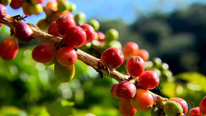 cafe-opera-com-precos-em-queda-em-junho-com-avanco-da-colheita;-entenda