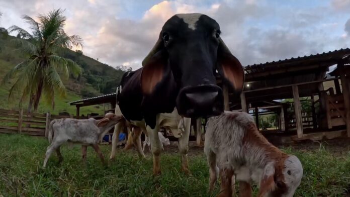 vaca-tem-parto-raro-e-da-a-luz-bezerros-trigemeos-no-es;-veja-video