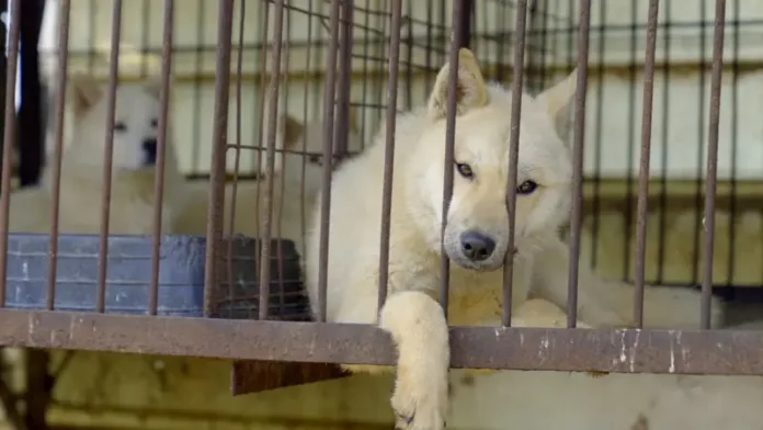coreia-do-sul-proibe-carne-de-cachorro:-o-que-acontece-agora-com-os-animais? coreia-do-sul-proibe-carne-de-cachorro:-o-que-acontece-agora-com-os-animais?