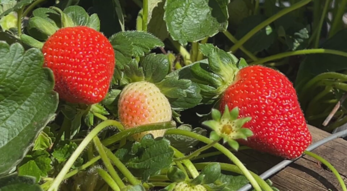 morango-atrai-produtores-por-ser-resistente,-graudo-e-doce