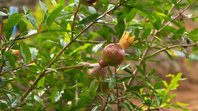 voce-conhece-o-achachairu?-produtores-investem-no-cultivo-de-frutas-exoticas-no-es voce-conhece-o-achachairu?-produtores-investem-no-cultivo-de-frutas-exoticas-no-es