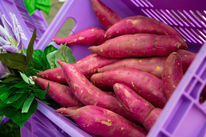 puxada-pelo-mercado-fitness,-producao-de-batata-doce-quase-dobra-no-brasil-em-15-anos puxada-pelo-mercado-fitness,-producao-de-batata-doce-quase-dobra-no-brasil-em-15-anos