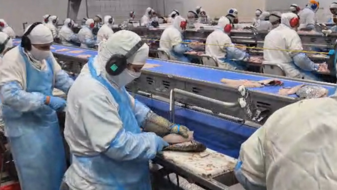 com-99%-da-tilapia-exportada-aos-eua,-produtores-de-ms-temem-perdas-e-pedem-por-negociacoes
