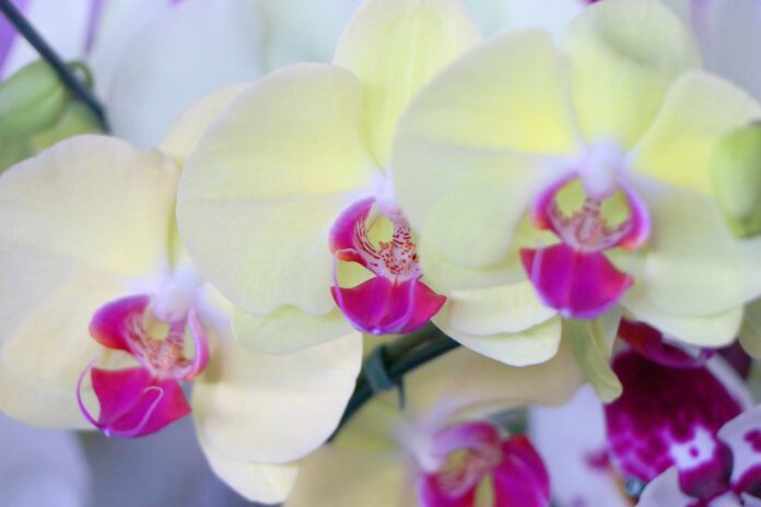 como-cultivar-orquideas como-cultivar-orquideas