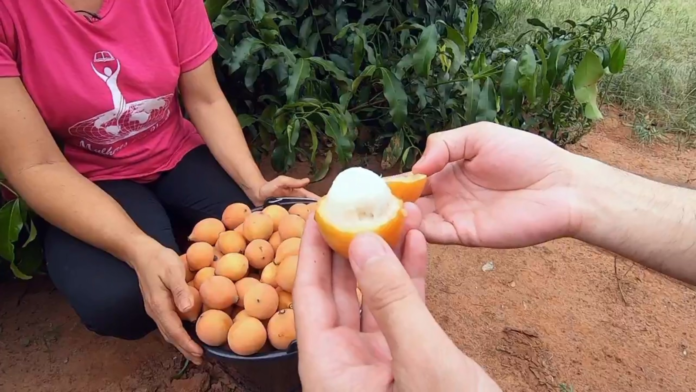achachairu:-conheca-fruta-agridoce-de-origem-boliviana-que-ajuda-a-controlar-a-pressao achachairu:-conheca-fruta-agridoce-de-origem-boliviana-que-ajuda-a-controlar-a-pressao
