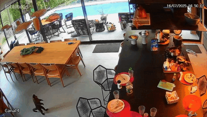 video:-macaco-invade-casa-de-luxo,-rouba-bananas-e-e-perseguido-por-cachorrinha-yorkshire video:-macaco-invade-casa-de-luxo,-rouba-bananas-e-e-perseguido-por-cachorrinha-yorkshire