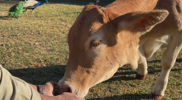 zona-rural-atrai-visitantes-que-buscam-sossego-e-experiencias-no-campo zona-rural-atrai-visitantes-que-buscam-sossego-e-experiencias-no-campo