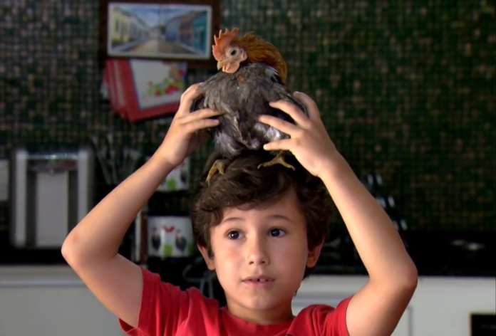 raca-da-menor-galinha-do-mundo-e-criada-como-pet-e-pode-custar-ate-r$-3,5-mil raca-da-menor-galinha-do-mundo-e-criada-como-pet-e-pode-custar-ate-r$-3,5-mil