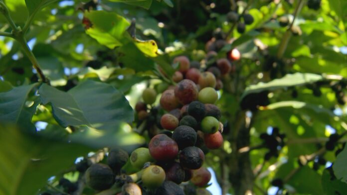 produtores-paulistas-colhem-a-safra-do-cafe produtores-paulistas-colhem-a-safra-do-cafe