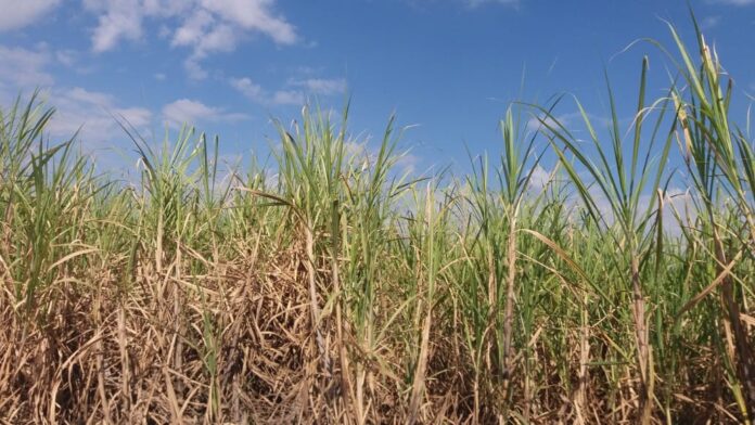 analise:-energia-dos-campos,-o-superpoder-brasileiro-subestimado