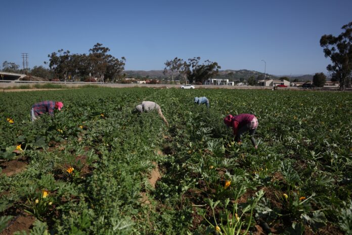 batidas-contra-imigrantes-esvaziam-fazendas-nos-eua;-colheitas-estao-apodrecendo,-dizem-produtores